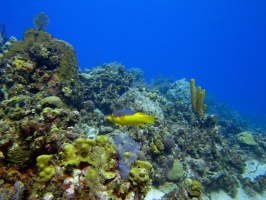 048 Governors Reef IMG 5169